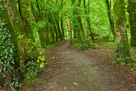 stockvault-killarney-park-forest-trail---hdr135436